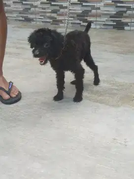 Mini tomy poodle hitam