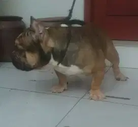 American bully exotic