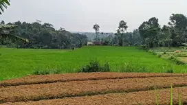 JUAL TANAH  SAWAH PRODUKTIF  MEMILIKI MATA AIR.