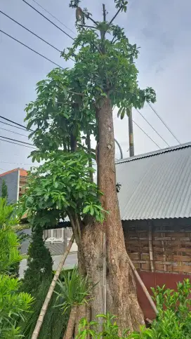 Pohon Pule Fosil & Bonsai Taman Dolar