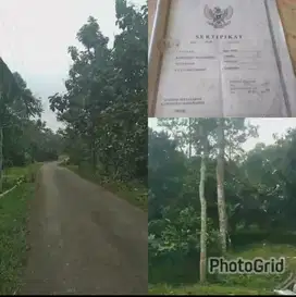 DIJUAL TANAH DI WONOSALAM (ADA POHON DURIAN, KOPI, PETE, PISANG)