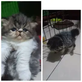 Kitten peaknose jantan gemoy