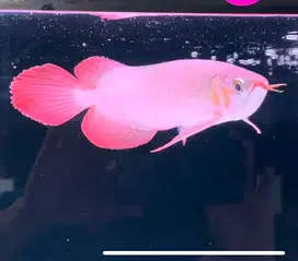 Super Red Dayung Panjang 27cm