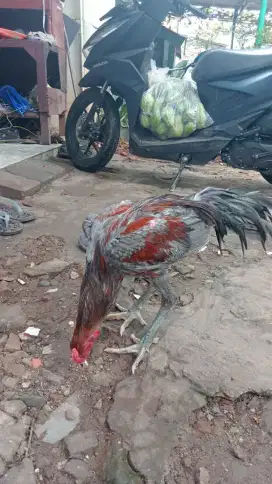 jual ayam bangkok