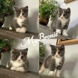 Kucing british shorthair calico betina