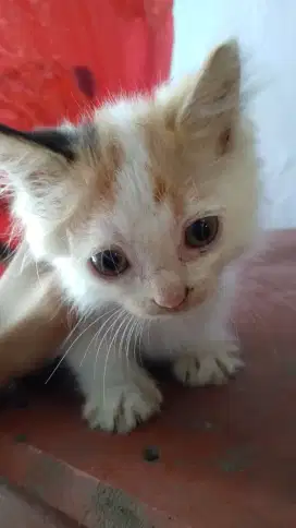 Kucing persia mix domestik