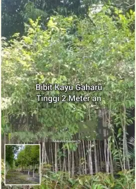 Bibit Kayu Gaharu Tinggi 2 Meter an