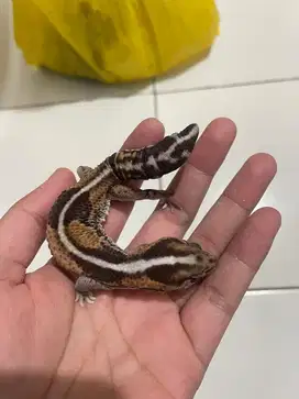 Gecko stripe normal het peety ph oreo