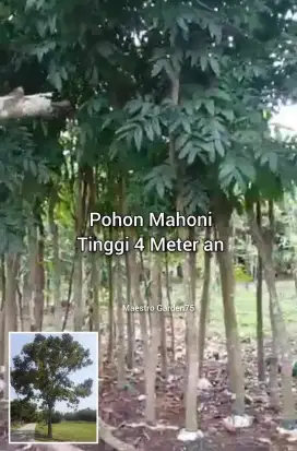 Pohon Mahoni Tinggi 4 Meter an