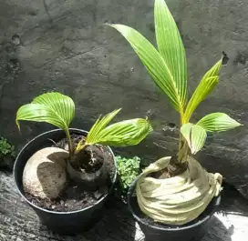 Bibit bonsai kelapa