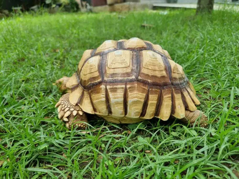 Sulcata Rawatan Warna Cerah
