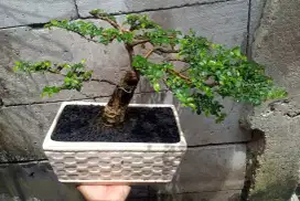 Bonsai Serut 30 Cm Pot Keramik