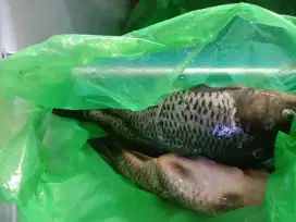 Ikan Emas Beku Segar Sudah Bersih