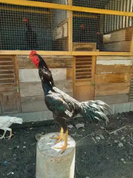 Dijual ayam Bangkok