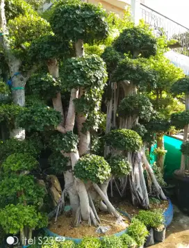 Bonsai taman hias dollar istimewa