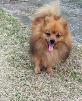 Pomerian minipom