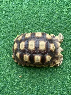 Kura-kura Sulcata 24 cm