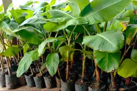 Bibit Pisang Kawista atau Pisang Susu dari Bonggol - Kualitas Unggul