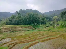 Dijual Murah Tanah Sawah 1433 m2 di Cihanjawar Bojong Purwakarta