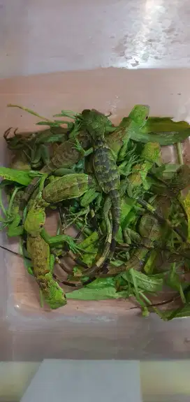 DIJUAL ANAKAN IGUANA GREEN DAN RED IGUANA