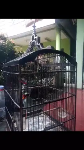 Burung Jovin Rajin Bunyi Plus Kandang