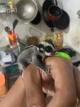 Sugar Glider Baby Joey