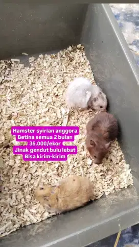 Hamster syirian anggora cambell winter white kandang landak marmut sg