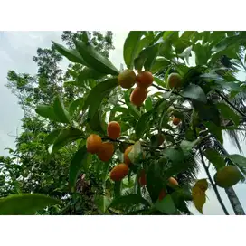 Bibit Jeruk Nagami/Kumquat Nagami- Bisa Dimakan dengan Kulitnya