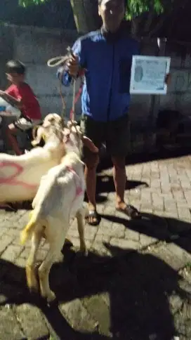 Kambing AQIQAH  murah Surabaya