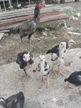 Anak ayam bangkok