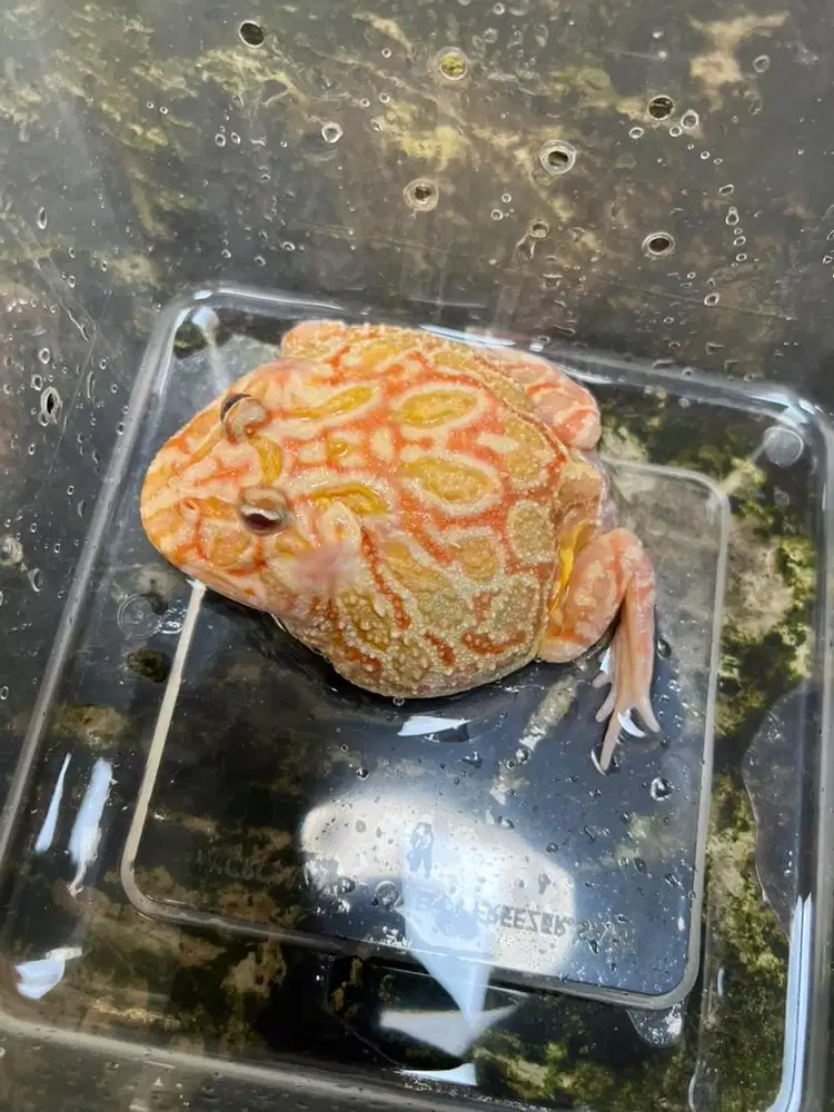 Kodok Pacman 2thn stroberry [si Berry]