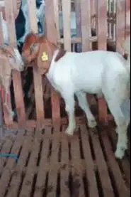 4 elkor bibit kambing boer 4 bulanan 1 jantan 3 betina rawatan manteb