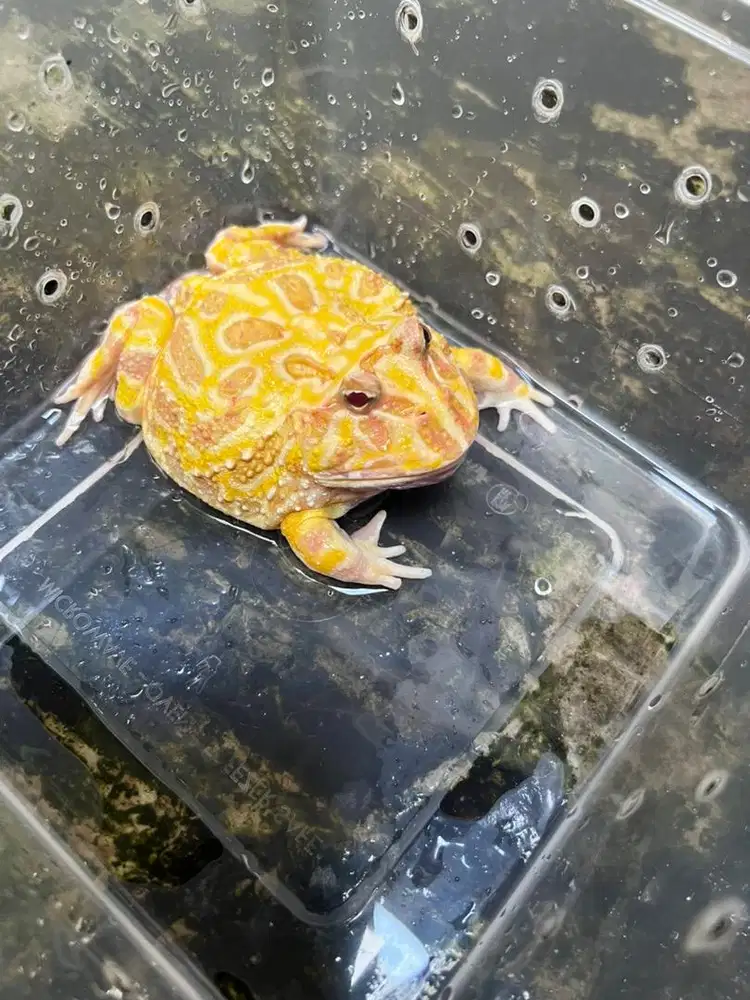 Kodok Pacman 2tahun [si Gendut]