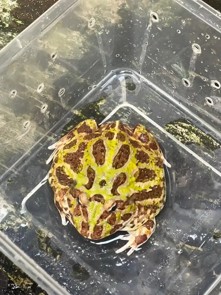 Kodok Pacman 2tahun [si Jojon]