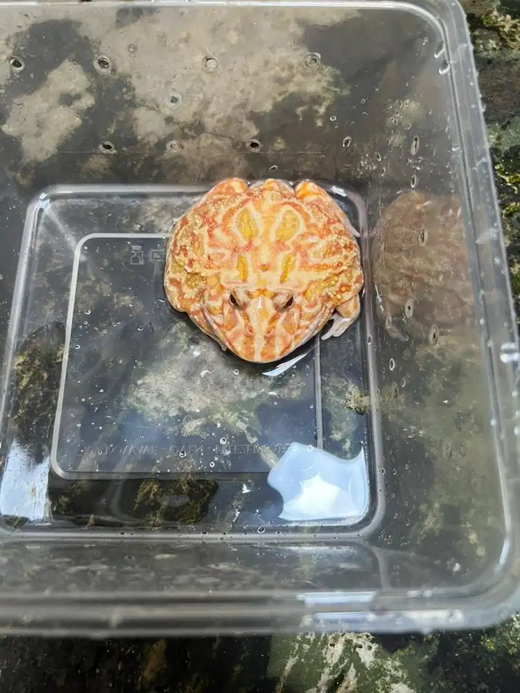 Kodok Pacman 2tahun [si Merry]