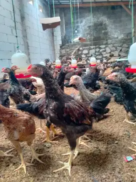 ayam kampung unggul