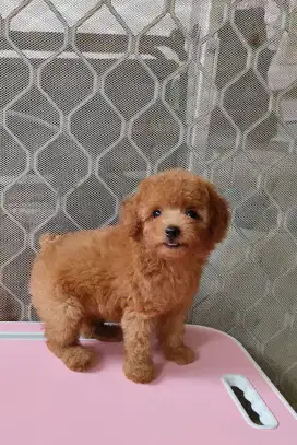 Dijual toy poodle betina