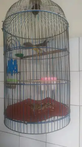 Burung Trucukan