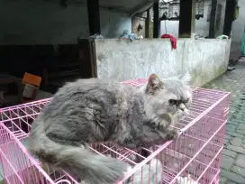 Kucing jantan persia