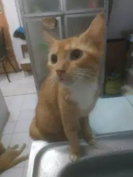 Kucing mix anggora Tobi oyen