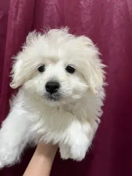 Anjing betina poodle minipom