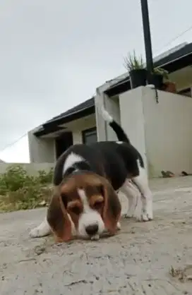 Beagle puppy male stb perkin