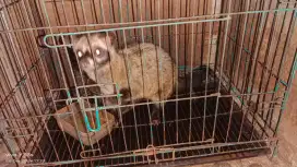 Di jual musang sekitar 3 thnan