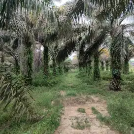 DIJUAL KEBUN KELAPA SAWIT LUAS 75 HEKTAR