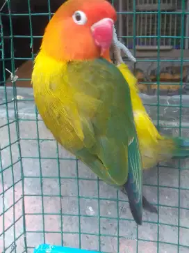 LOVEBIRD WARNA CANTIK KTP BETINA MAPAN 300 NET AJA BURJA