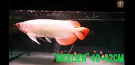 Arowana super red 40-42 cm