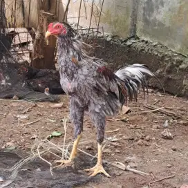 Ayam Bangkok Birma Jantan