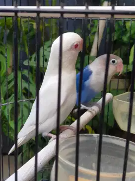 Lovebird Albino Mata Merah