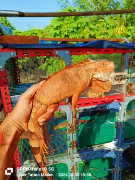 Super Red iguana A+ +/-80cm