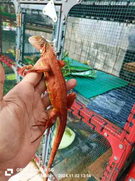 Iguana Super Red A+ +/- 55cm